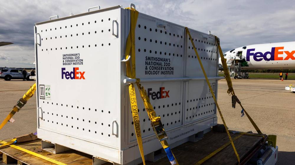 Fotografía de una de las dos cajas que contienen cada una un panda gigante mientras es descargada de un vuelo especial de FedEx llamado 'Panda Express', que llegó desde China al Aeropuerto Dulles en Virginia. Fotografía de una de las dos cajas que contienen cada una un panda gigante mientras es descargada de un vuelo especial de FedEx llamado 'Panda Express', que llegó desde China al Aeropuerto Dulles en Virginia.