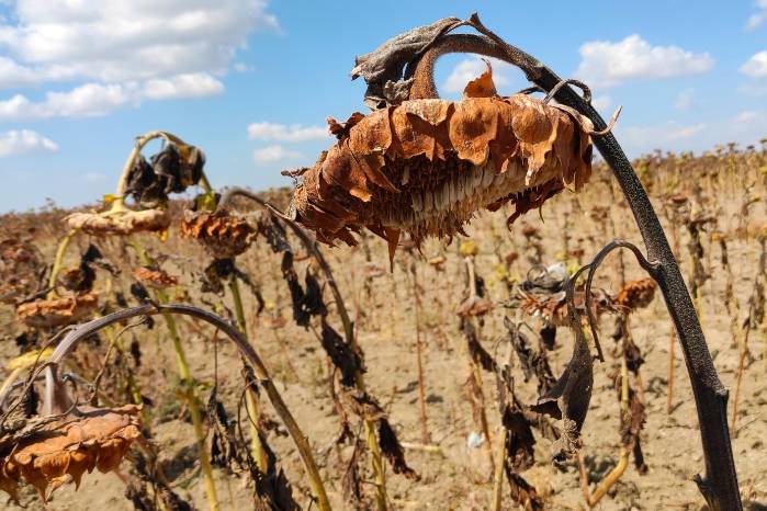 3. Elimina todo lo seco: Deshacerse de las hojas o plantas secas ayuda a evitar el desprendimiento de plagas y hongos que puedan afectar el jardín. Además, logra una apariencia verde y saludable en el resto del ambiente. 3. Elimina todo lo seco: Deshacerse de las hojas o plantas secas ayuda a evitar el desprendimiento de plagas y hongos que puedan afectar el jardín. Además, logra una apariencia verde y saludable en el resto del ambiente.