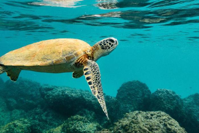 El 82% de estas especies que se encuentran en el apéndice I del listado de fauna migratoria está en peligro mundial. El 82% de estas especies que se encuentran en el apéndice I del listado de fauna migratoria está en peligro mundial.