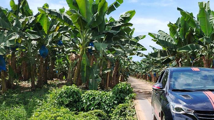 La empresa Chiquita Panamá anunció que mantiene suspendidas de manera indefinida las operaciones en la provincia de Bocas del Toro. La empresa Chiquita Panamá anunció que mantiene suspendidas de manera indefinida las operaciones en la provincia de Bocas del Toro.