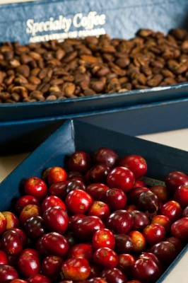 Panamá es uno de los productres del mejor café del mundo. Panamá es uno de los productres del mejor café del mundo.