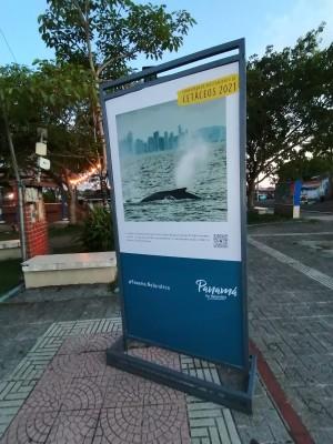 La ATP instaló tótems en el Parque Central de Pedasí, con una exposición fotográfica de ballenas y datos de cómo realizar esta actividad de forma responsable. La ATP instaló tótems en el Parque Central de Pedasí, con una exposición fotográfica de ballenas y datos de cómo realizar esta actividad de forma responsable.