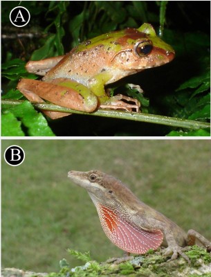 Especie endémicas y las más comunes durante el estudio. Especie endémicas y las más comunes durante el estudio.