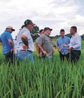 Según el exdirector del IMA, hay controles para recibir y despachar el arroz. Según el exdirector del IMA, hay controles para recibir y despachar el arroz.