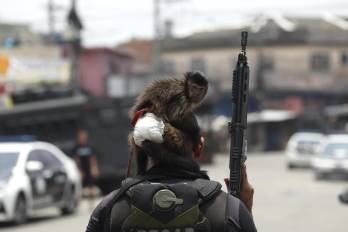 Fotografía que muestra un mono sobre la cabeza de un integrante de la Policía de Río de Janeiro durante un operativo este martes, en Río de Janeiro (Brasil). Al menos veinte personas murieron y medio centenar fueron detenidas en medio de una gran operación policial contra el Comando Vermelho, una de las más poderosas bandas del crimen organizado de Río de Janeiro. Fotografía que muestra un mono sobre la cabeza de un integrante de la Policía de Río de Janeiro durante un operativo este martes, en Río de Janeiro (Brasil). Al menos veinte personas murieron y medio centenar fueron detenidas en medio de una gran operación policial contra el Comando Vermelho, una de las más poderosas bandas del crimen organizado de Río de Janeiro.