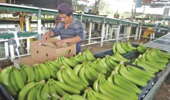 El banano lideró las exportaciones a marzo de 2024 y representó el 15,3% del total de las exportaciones.