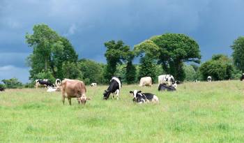Promueven la ganadería sostenible para combatir el hambre y el cambio climático