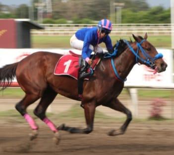El colorado Niño Bruce saldrá mañana en busca de su segunda victoria clásica en la prueba estelar de la cartilla hípica. El colorado Niño Bruce saldrá mañana en busca de su segunda victoria clásica en la prueba estelar de la cartilla hípica.