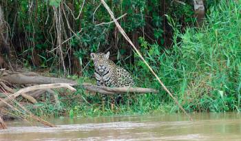 El jaguar está en peligro de extinción por la pérdida de su hábitat y los conflictos con ganaderos, entre otras amenazas.