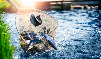 En lo que respecta a las subvenciones a la pesca, el proyecto contiene disciplinas que contribuyen a la sobrecapacidad y la sobrepesca.