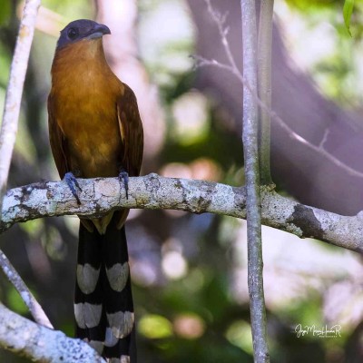 El Cuclillo Acanelado, un ave migratoria procedente de Suramérica ha sido avistado en Panamá en seis oportunidades. El Cuclillo Acanelado, un ave migratoria procedente de Suramérica ha sido avistado en Panamá en seis oportunidades.