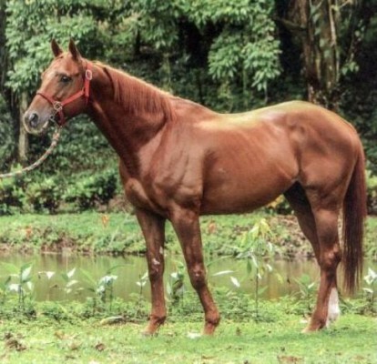 El padrillo norteamericano ‘Storm Treasure’ presentará cuatro productos machos. Cedida. El padrillo norteamericano ‘Storm Treasure’ presentará cuatro productos machos. Cedida.