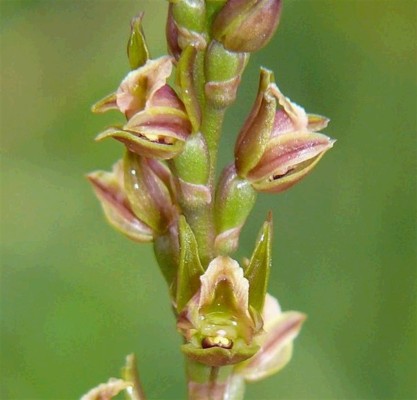 Prasophyllum morganii Prasophyllum morganii