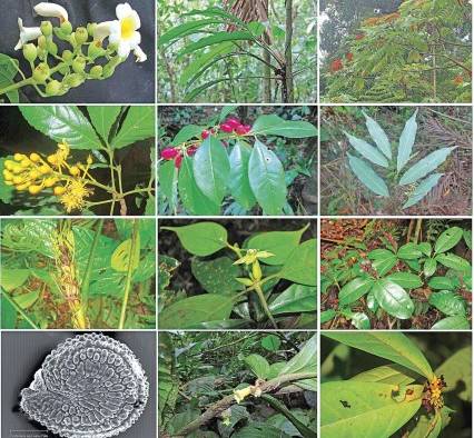 Se sugieren estudios adicionales —con aspectos ecológicos y geográficos— para conocer el estado de las plantas reportadas. Se sugieren estudios adicionales —con aspectos ecológicos y geográficos— para conocer el estado de las plantas reportadas.