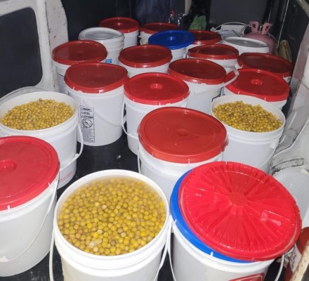 El IMA adquirió 24 tanques con nance fresco nacional, lo que rendirá en 2,400 botellas. El IMA adquirió 24 tanques con nance fresco nacional, lo que rendirá en 2,400 botellas.