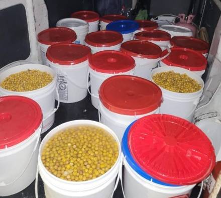 El IMA adquirió 24 tanques con nance fresco nacional, lo que rendirá en 2,400 botellas. El IMA adquirió 24 tanques con nance fresco nacional, lo que rendirá en 2,400 botellas.