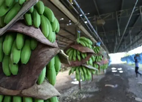 Bocas del Toro, una de las principales zonas productoras de banano del país. Bocas del Toro, una de las principales zonas productoras de banano del país.