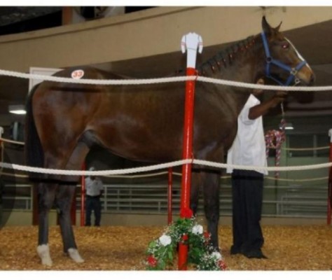 De las subastas del Haras San Miguel han emergido grandes campeones, probados dentro y fuera de fronteras. De las subastas del Haras San Miguel han emergido grandes campeones, probados dentro y fuera de fronteras.