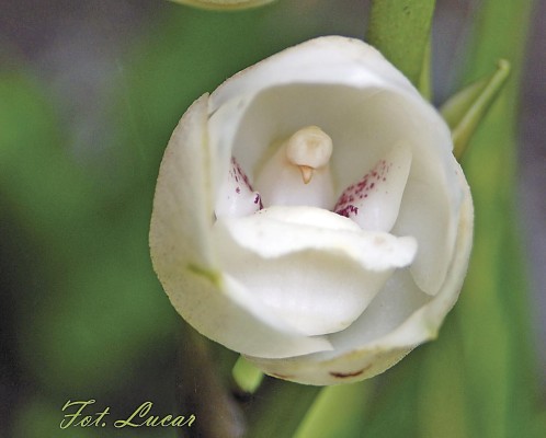 La flor del Espíritu Santo, la más rara de Panamá La flor del Espíritu Santo, la más rara de Panamá