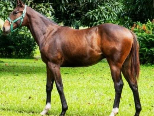 Macho colorado, hijo de 'Dublín' en 'Black Magic Woman' por 'Slaughter Beach'. Macho colorado, hijo de 'Dublín' en 'Black Magic Woman' por 'Slaughter Beach'.