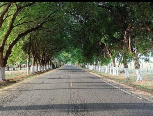 Vista del 'Paseo Blanca Mejía' en Guararé. Vista del 'Paseo Blanca Mejía' en Guararé.