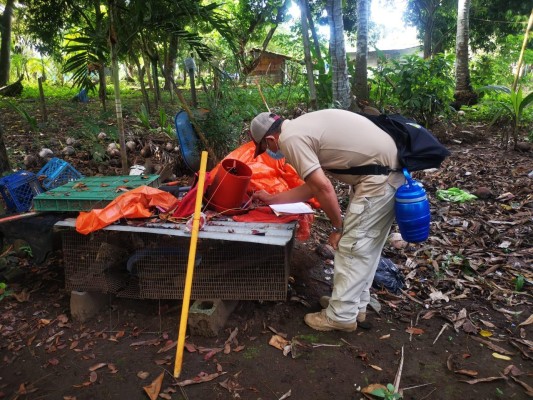 El Minsa solicitó a la población eliminar los criaderos del mosquito Aedes aegypti. El Minsa solicitó a la población eliminar los criaderos del mosquito Aedes aegypti.