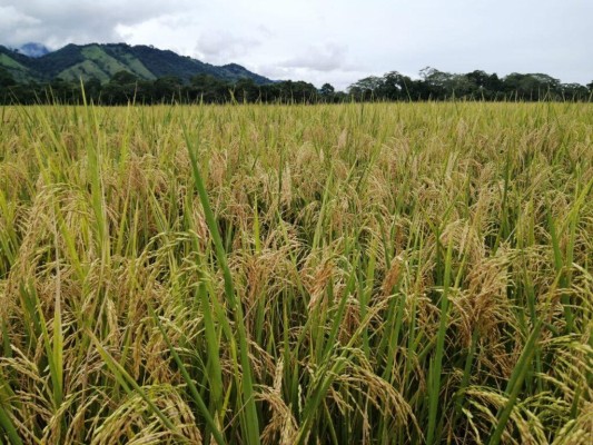 En la imagen se muestra un cultivo de arroz. En la imagen se muestra un cultivo de arroz.