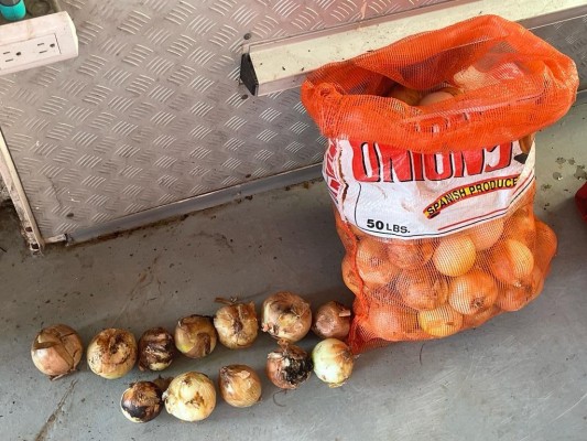 Cebolla importada de España en estado de descomposición que se aparentemente se vende al público en Merca Panamá. Cebolla importada de España en estado de descomposición que se aparentemente se vende al público en Merca Panamá.