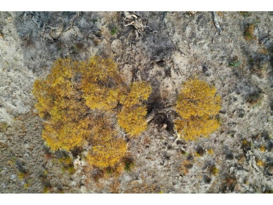 La imagen aérea, tomada el 1 de octubre de 2021, muestra un bosque de álamos del Éufrates (Populus euphratica) en el distrito de Yiwu de Hami, en la región autónoma uygur de Xinjiang, en el noroeste de China. La imagen aérea, tomada el 1 de octubre de 2021, muestra un bosque de álamos del Éufrates (Populus euphratica) en el distrito de Yiwu de Hami, en la región autónoma uygur de Xinjiang, en el noroeste de China.