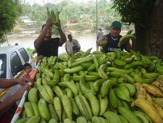 Bocas del Toro es una provincia productora de plátano muy importante. Bocas del Toro es una provincia productora de plátano muy importante.