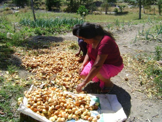 Los fuertes aguaceros que han caído sobre el país en los últimos días están afectando la producción de cebolla nacional. Los fuertes aguaceros que han caído sobre el país en los últimos días están afectando la producción de cebolla nacional.