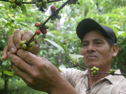 El café de bajura es de buen rendimiento para los productores. El café de bajura es de buen rendimiento para los productores.