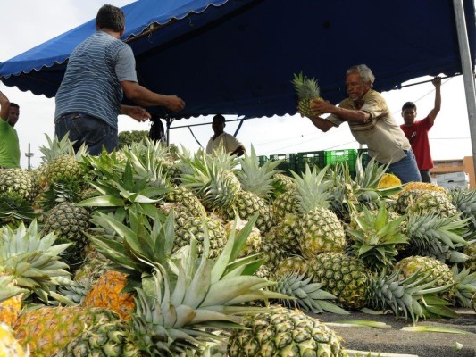 Los bienes agrícolas se perfilan con gran oportunidad para ampliar la oferta exportable y contribuir a la seguridad alimentaria global. Los bienes agrícolas se perfilan con gran oportunidad para ampliar la oferta exportable y contribuir a la seguridad alimentaria global.