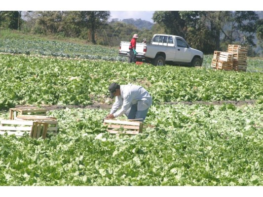 Los productores afirman que los alimentos frescos son perecederos y su ausencia en el mercado da margen a la especulación en el precio. Los productores afirman que los alimentos frescos son perecederos y su ausencia en el mercado da margen a la especulación en el precio.