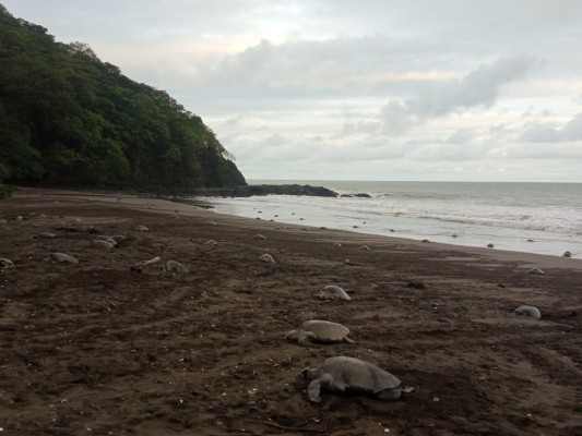 Entre julio y noviembre, miles de tortugas lora acuden a este sitio Entre julio y noviembre, miles de tortugas lora acuden a este sitio