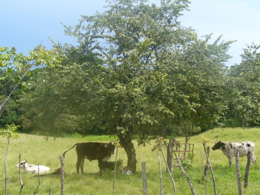 Familias ganaderas de Panamá Oeste apoyan en la adaptación y mitigación del cambio climático. Familias ganaderas de Panamá Oeste apoyan en la adaptación y mitigación del cambio climático.