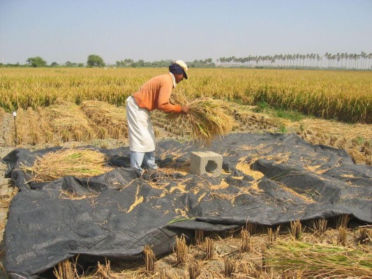 Le medida beneficia a los productores y agroexportadores del país. Le medida beneficia a los productores y agroexportadores del país.