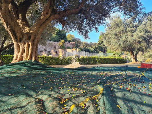 Con las primeras luces del día, antes de la invasión de turistas, se recolectan las aceitunas de un olivo frente al Coliseo Con las primeras luces del día, antes de la invasión de turistas, se recolectan las aceitunas de un olivo frente al Coliseo
