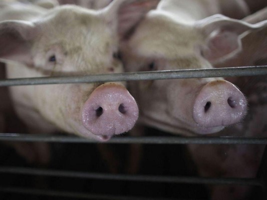 La carne de cerdo en Panamá es muy demandada. El consumo per cápita anual de cerdo en el país es de unas 15 libras. La carne de cerdo en Panamá es muy demandada. El consumo per cápita anual de cerdo en el país es de unas 15 libras.