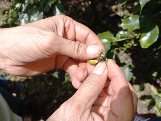 La actividad agrícola en estas áreas se viene desarrollando mayoritariamente con un uso intensivo de productos químicos. La actividad agrícola en estas áreas se viene desarrollando mayoritariamente con un uso intensivo de productos químicos.