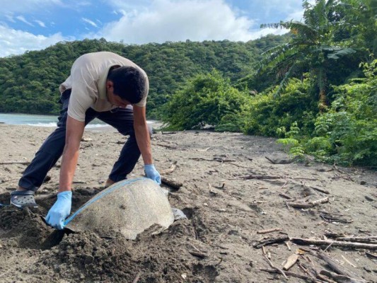 Panamá es uno de los sitios privilegiados para las tortugas desovar. Panamá es uno de los sitios privilegiados para las tortugas desovar.