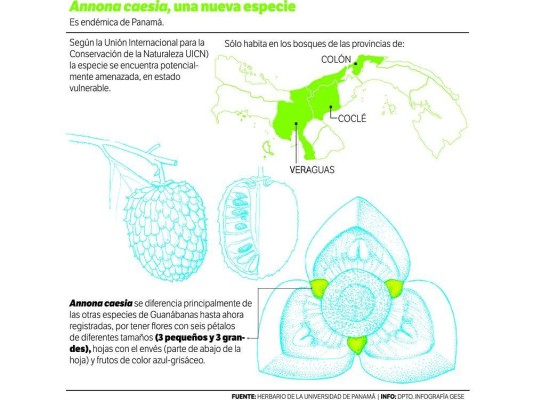Panamá tiene nueva especie de guanábana, pero está en peligro Panamá tiene nueva especie de guanábana, pero está en peligro