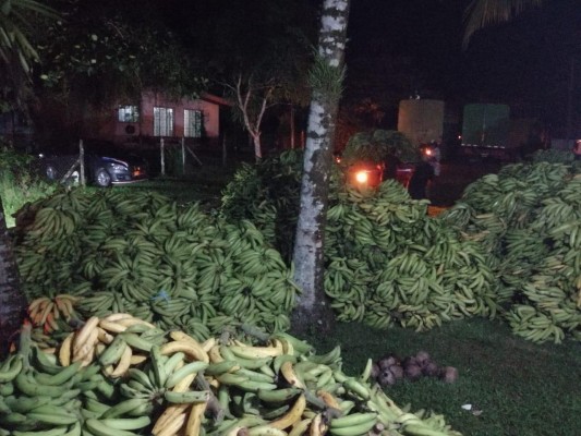 El plátano y el banano son parte de los principales rubros que se cultivan en Bocas del Toro., El plátano y el banano son parte de los principales rubros que se cultivan en Bocas del Toro.,