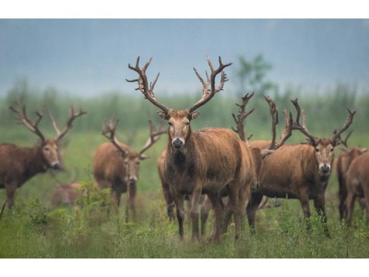 Ciervos milú pasean en una reserva natural nacional en Shishou, en la provincia central china de Hubei, el 17 de mayo de 2021. Ciervos milú pasean en una reserva natural nacional en Shishou, en la provincia central china de Hubei, el 17 de mayo de 2021.