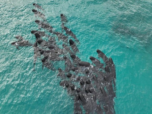 Ballenas piloto de aleta larga que murieron ayer tras quedar varadas en la remota playa Cheynes, en el suroeste de Australia. Ballenas piloto de aleta larga que murieron ayer tras quedar varadas en la remota playa Cheynes, en el suroeste de Australia.