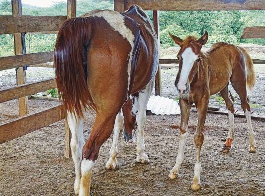 Paisajes, senderismo y cabalgatas en Torio Paisajes, senderismo y cabalgatas en Torio