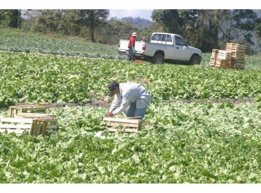 Los productores afirman que los alimentos frescos son perecederos y su ausencia en el mercado da margen a la especulación en el precio. Los productores afirman que los alimentos frescos son perecederos y su ausencia en el mercado da margen a la especulación en el precio.