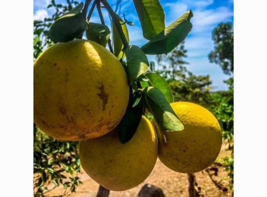 Cítricos como la naranja es lo que más abunda en Chitra. Cítricos como la naranja es lo que más abunda en Chitra.
