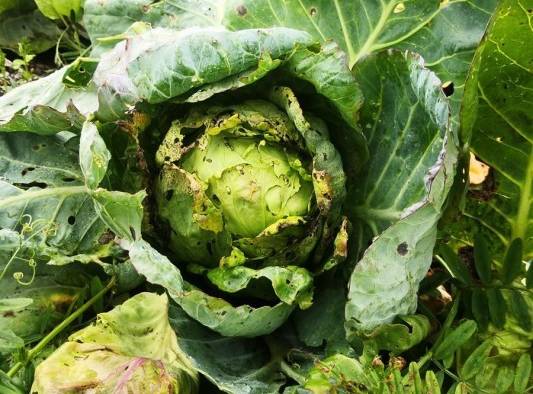 Fotografía de una lechuga afectada por las lluvias en un cultivo el 9 de noviembre de 2020, en el distrito de Tierras Altas, en Chiriquí Fotografía de una lechuga afectada por las lluvias en un cultivo el 9 de noviembre de 2020, en el distrito de Tierras Altas, en Chiriquí