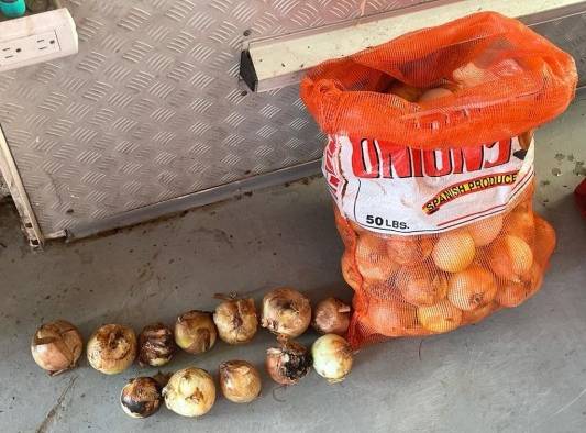 Cebolla importada de España en estado de descomposición que se aparentemente se vende al público en Merca Panamá. Cebolla importada de España en estado de descomposición que se aparentemente se vende al público en Merca Panamá.
